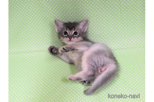 成約済の大阪府のソマリ-97688の3枚目